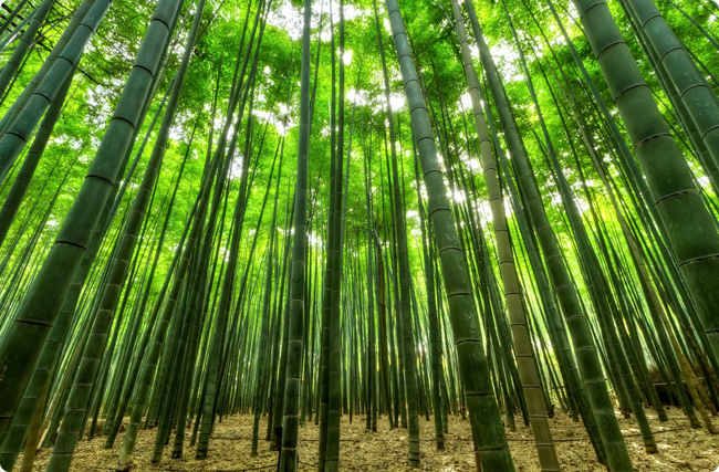 ̼�R�a(ch��n)�I(y��)���U(xi��n)��ƪ�£���������̼�R����׆�